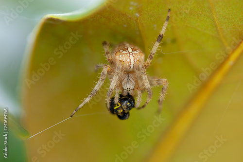 Araignée beige sous une feuille enroulant sa proie dans son fil de toile. Épeire diadème paralysant un insecte avant de le conserver dans un cocon.