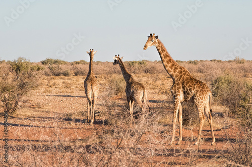 Giraffes in Namibia © NJ