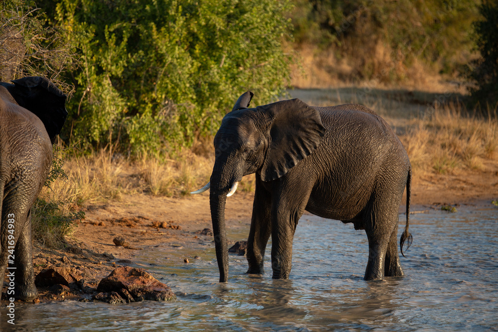 Fototapeta premium Elephant swimming in a waterhole