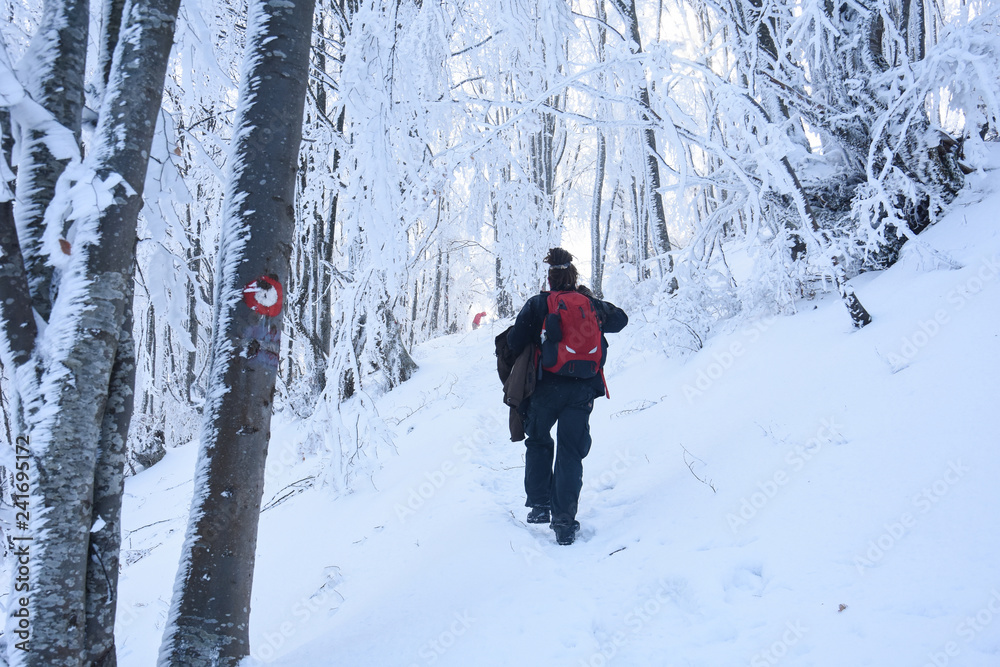 Hiker in winter forest. Man climbing on mountain through snowy forest