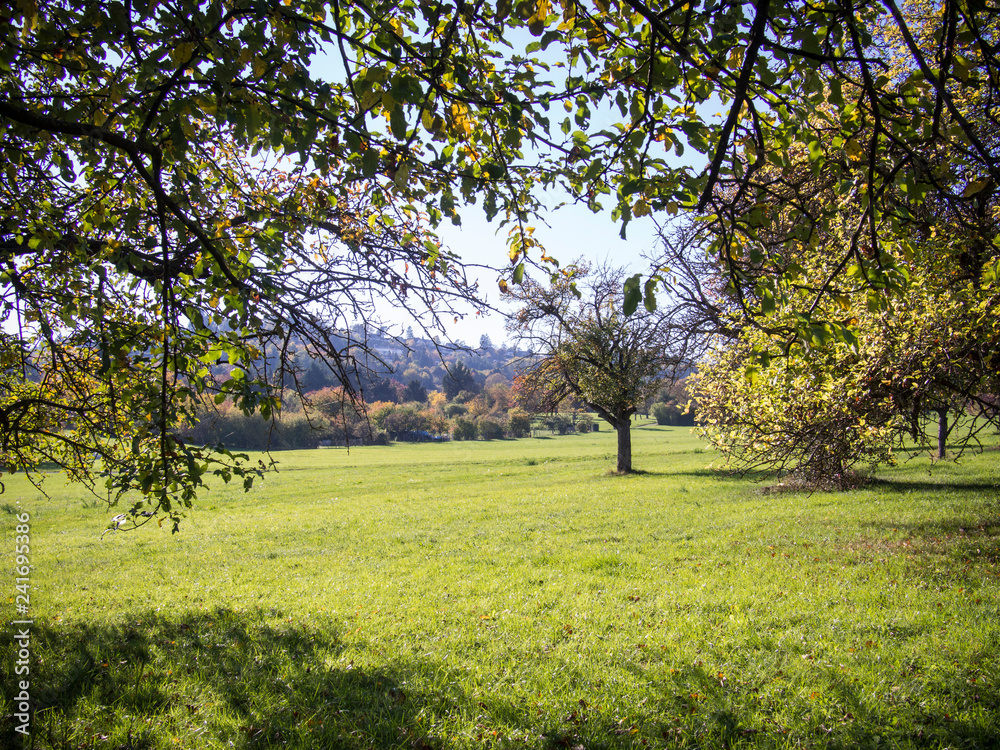 Meadow with fruit trees on a hill in the autumn sun in southern Germany Meadow with fruit trees on a hill in the autumn sun in southern Germany