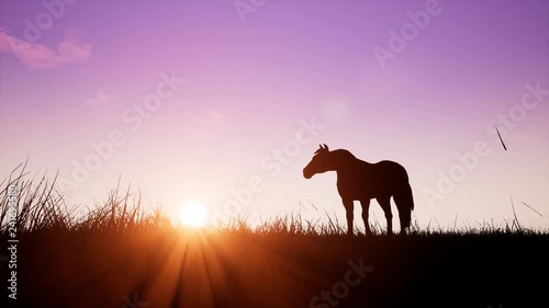 Horse at sunrise photo