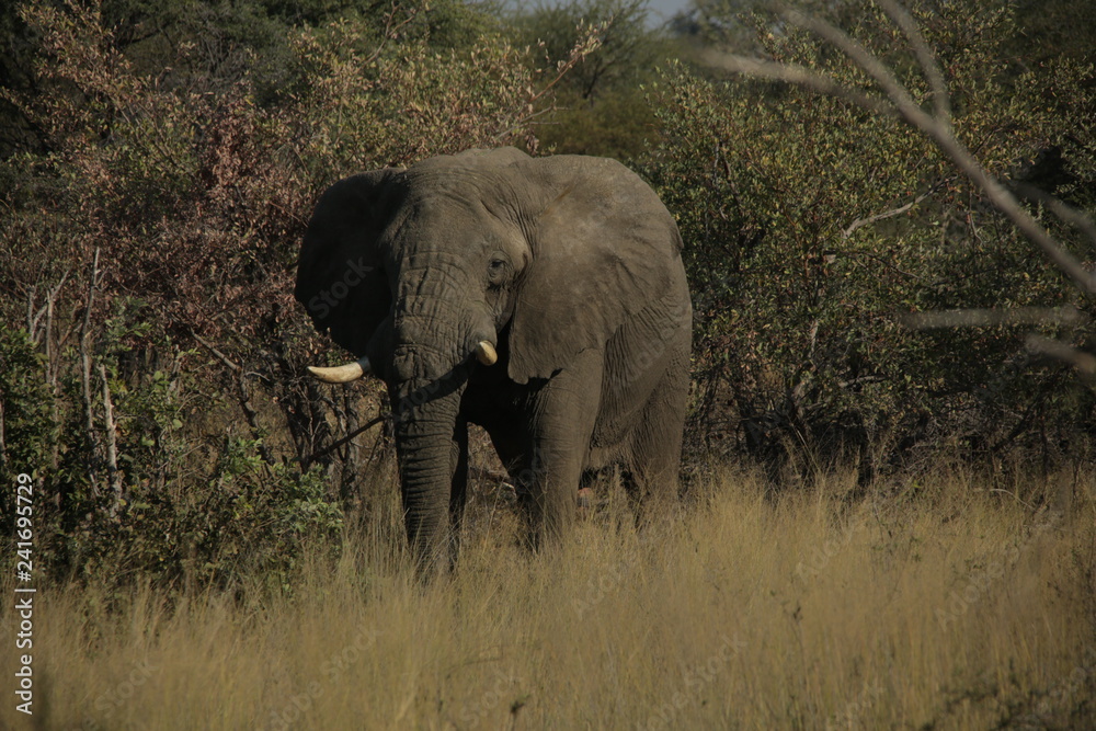 A lone African elephant bull amongst trees A lone African elephant bull amongst trees