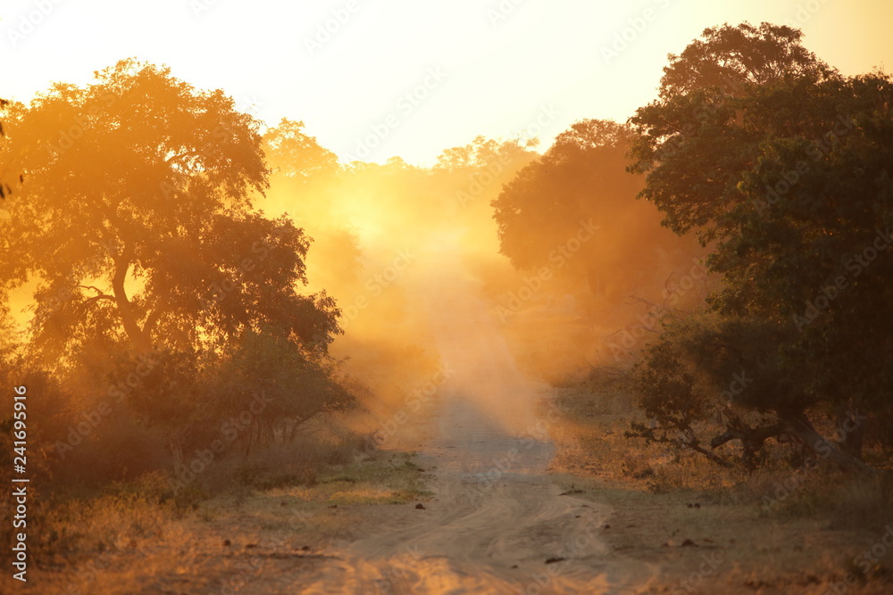 Silhouettes of trees along a road with dust at sunset in the Kalahari Africa Silhouettes of trees along a road with dust at sunset in the Kalahari Africa