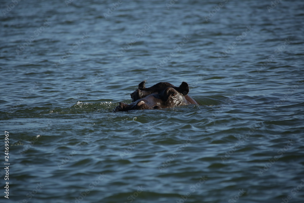 A lone hippo bull threatining on the surface of the river water A lone hippo bull threatining on the surface of the river water