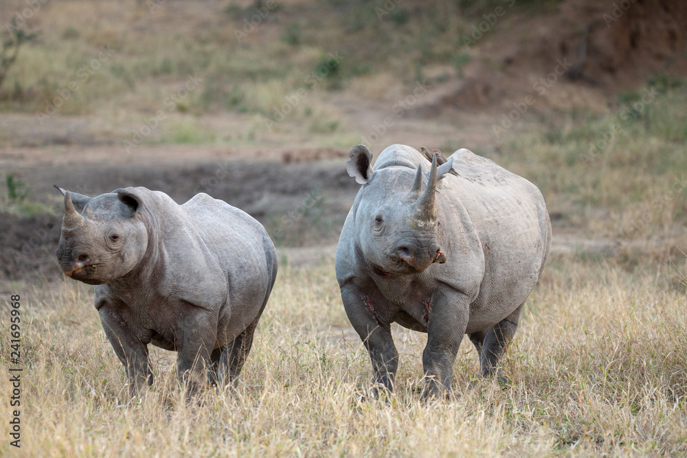 Obraz premium Black rhino standing to attention with calf