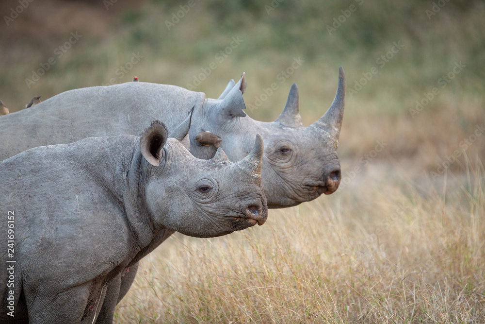 Black rhino standing to attention with calf Black rhino standing to attention with calf