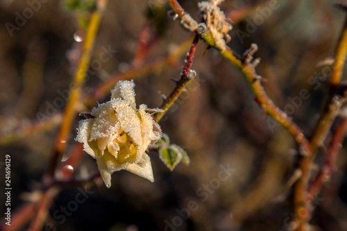 yellow rose frozen  brown tint background