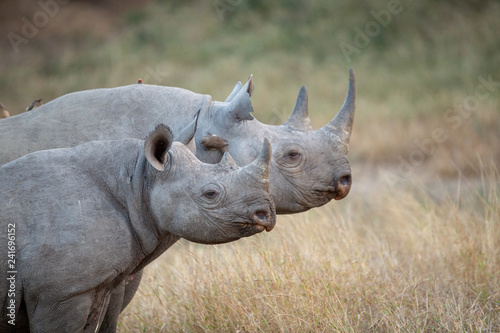 Black rhino standing to attention with calf © Darrel