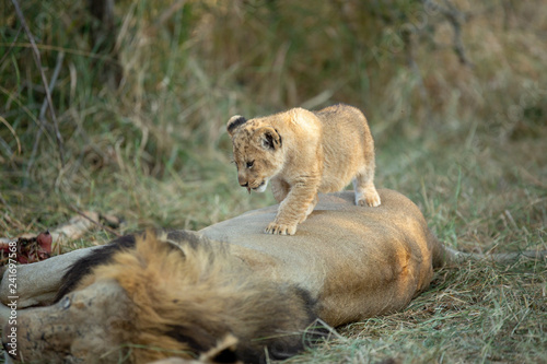 Lion cub walking along big male lion