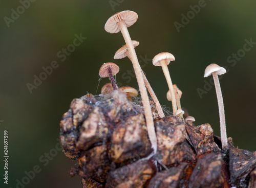 Conifercone Cap - (Baeospora myosura) photo