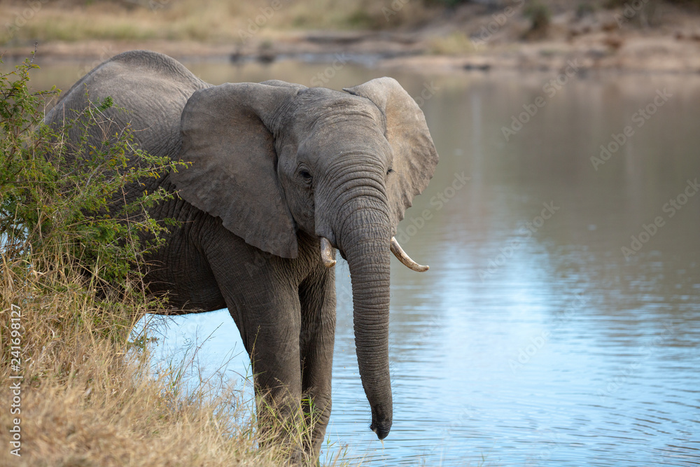Young elephant bull at a waterhole
