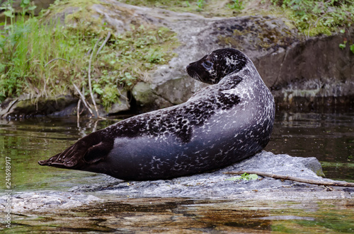 Single seal resting photo