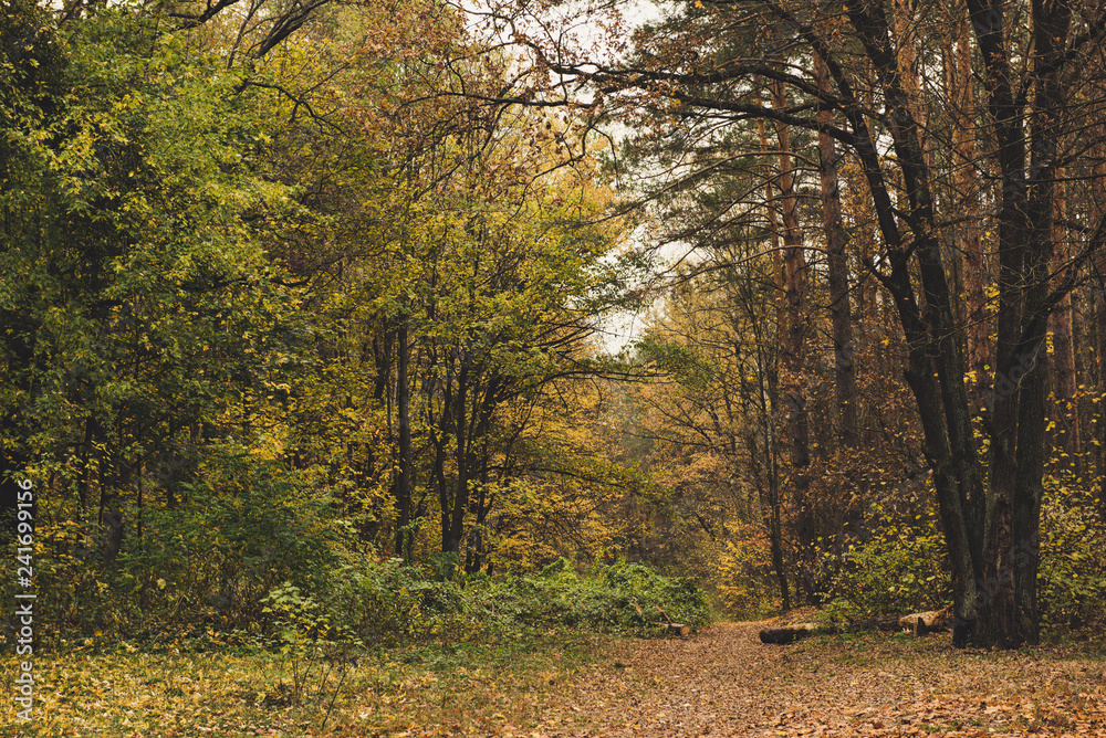 Autumn beautiful park