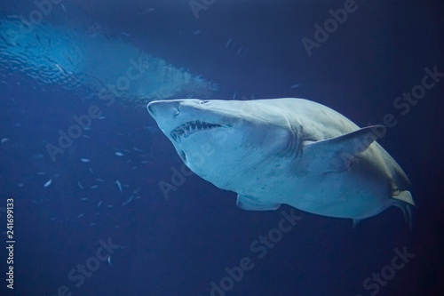 A beautiful big sand tiger shark