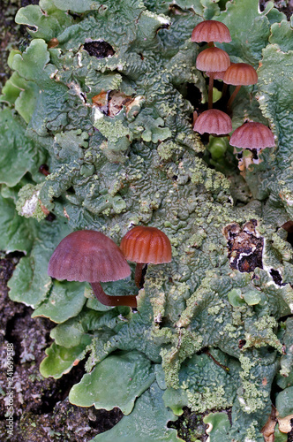 Mycena meliigena,beatiful mushrooms photo