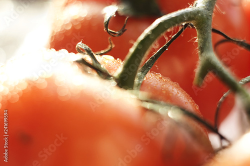 a few ripe tomatoes strewn with water droplets and illuminated by the sun photo