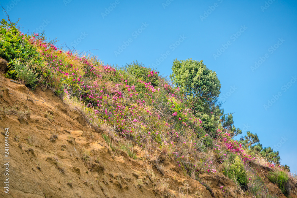 Flower landscape in the cliffs of England. Flower landscape in the cliffs of England.