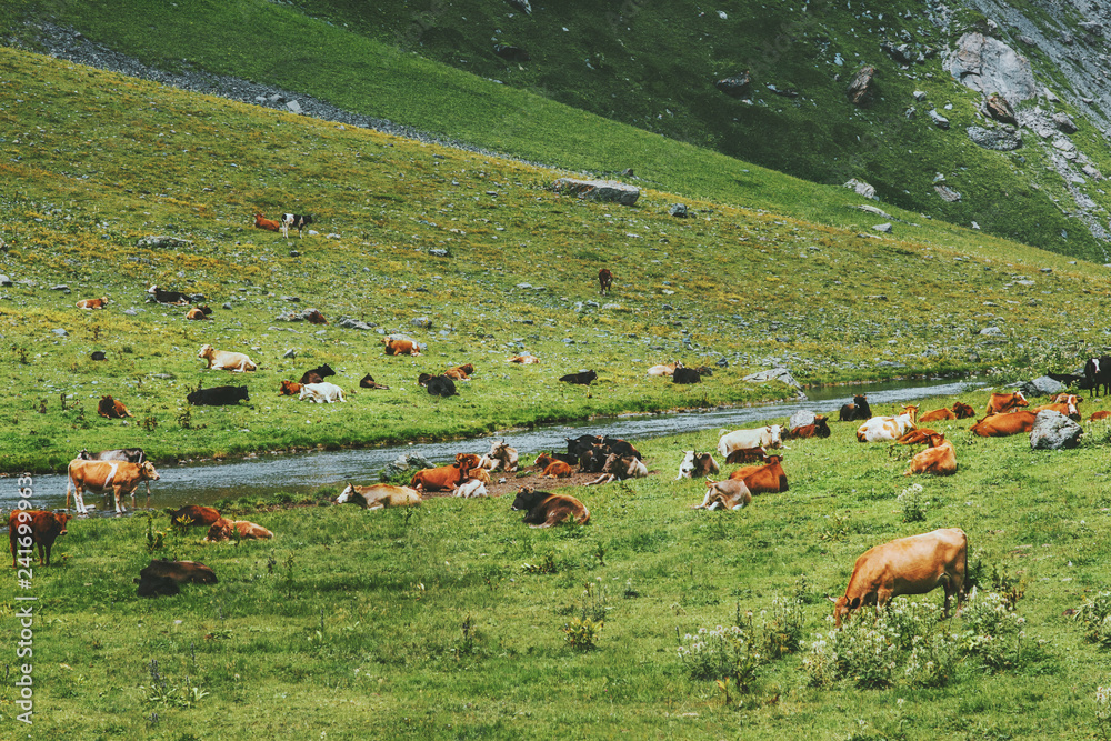 Fototapeta premium Cows grazing farm in mountains alpine green valley summer highland pasture landscape