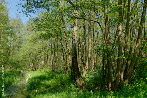 Erlen-Bruchwald