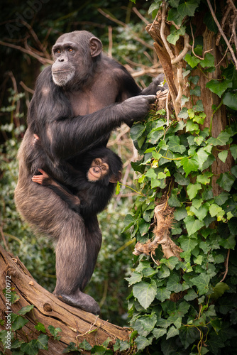 Fototapeta Naklejka Na Ścianę i Meble -  Chimpanzee Mother and Child