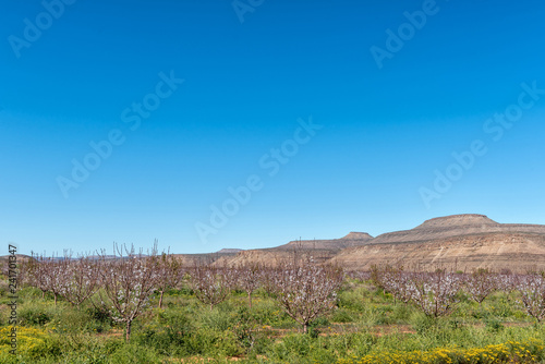 Orchard with fruit trees in bloom