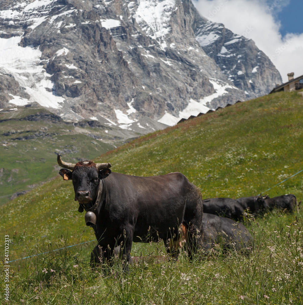 Cows on Alp land.