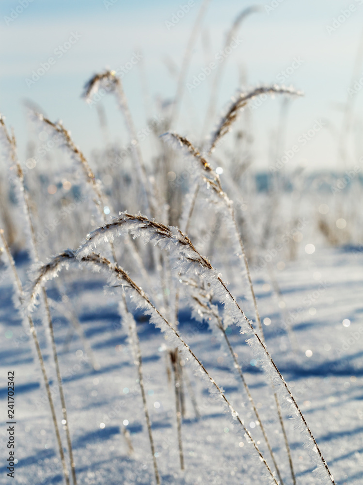 Grass with white frost. Grass with white frost.