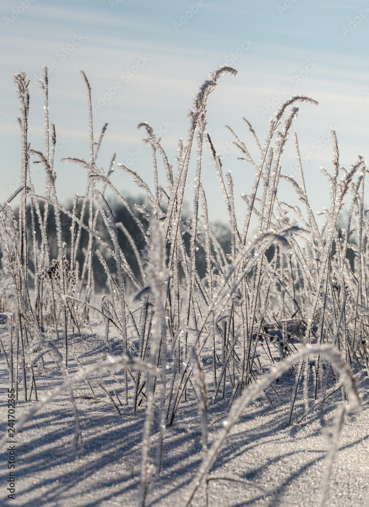 Fototapeta premium Grass with white frost.