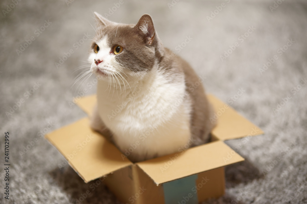 Cute british shorthair cat in small cardboard box looking curious sideways  Stock Photo | Adobe Stock