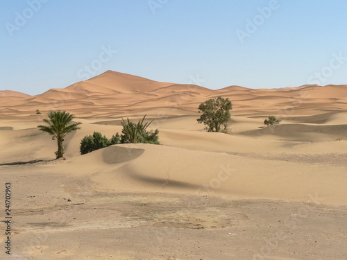 palm trees in the desert 1