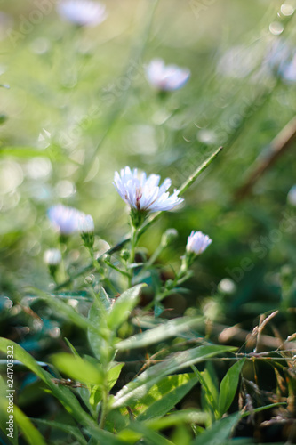 delicate flower of Erigeron among green grass