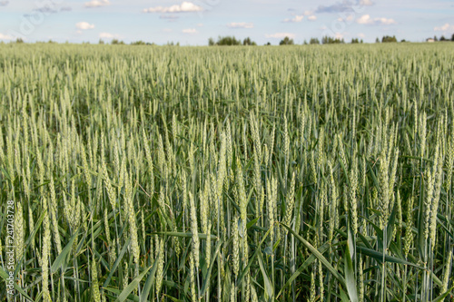 A huge field of wheat near the village.
