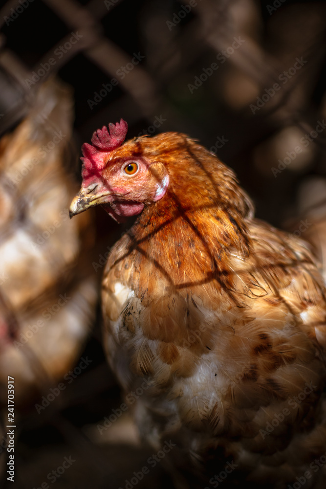 Chickens on the farm. Toned, style, color photo. Chickens on the farm. Toned, style, color photo.