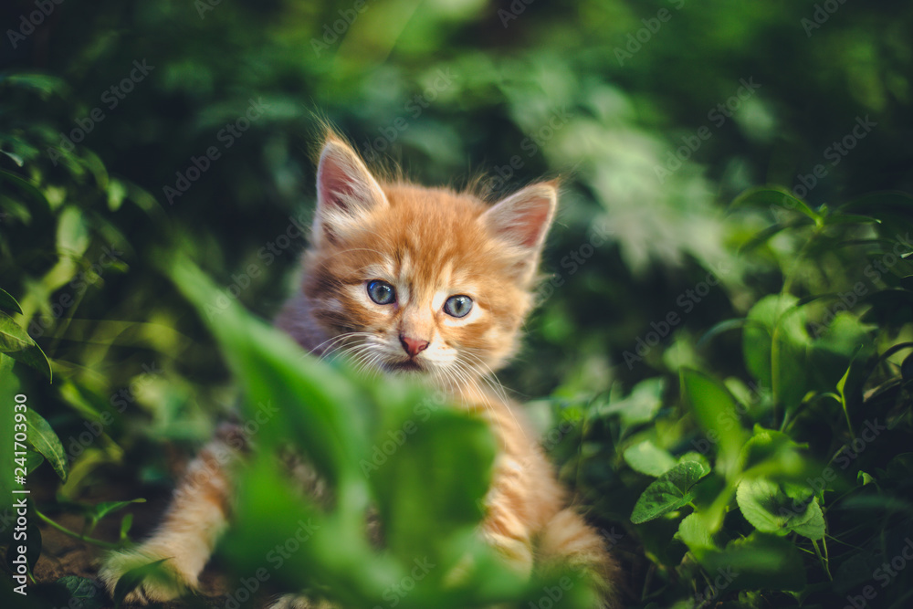 Cute red kitten in the grass