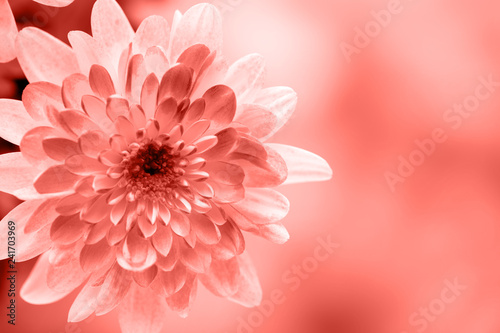 Dahlia flowers close up for living coral  background. © gitusik