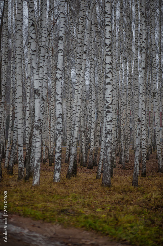 white birch trees in late autumn © Liliya
