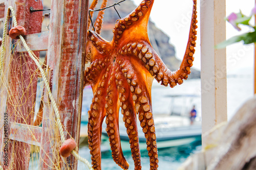 Mediterranean Octopus in Santorini island, Greece