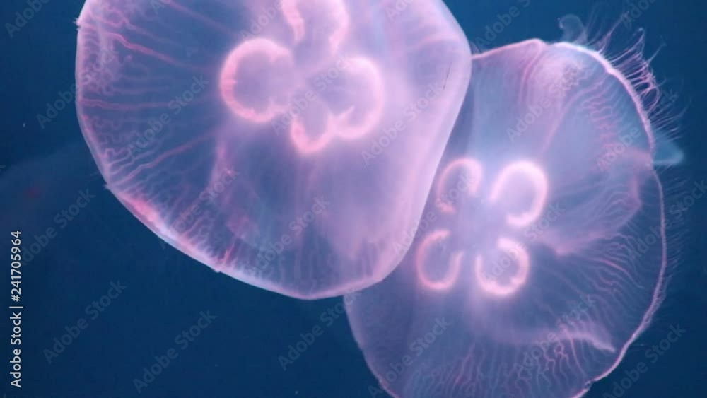 jellyfish swimming in the water jellyfish swimming in the water