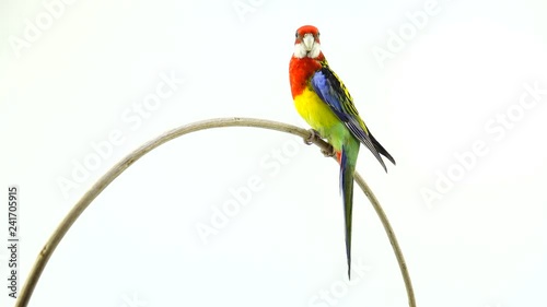   Rosella parro rotates along the camerat  isolated on white screen photo