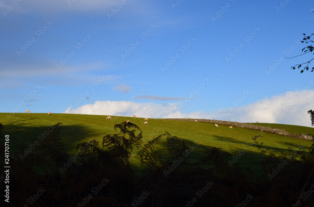 Fototapeta premium Countryside