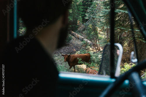 meeting in Sequoia forest