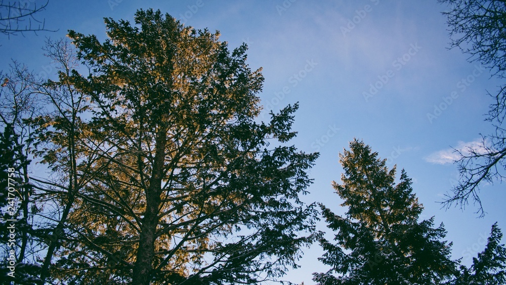 Good Morning Trees Good Morning Trees