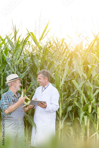 Farmer and scientist examining corn crops while using digital tablet at farm