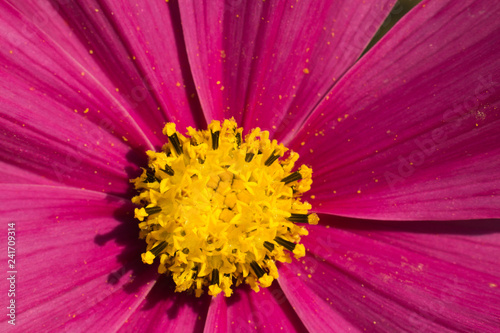 Pink flower in the park