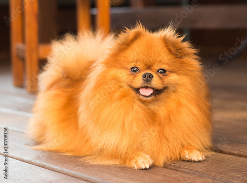 Cute pomeranian spitz
