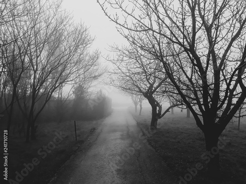 Fog © Anamarija