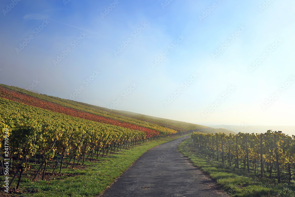 Fototapeta premium Nebel im Weinberg
