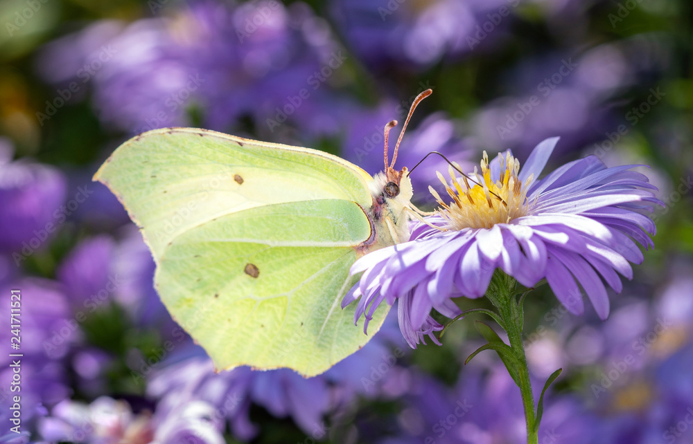 Gonepteryx rhamni - common brimstone butterfly with an aster Gonepteryx rhamni - common brimstone butterfly with an aster