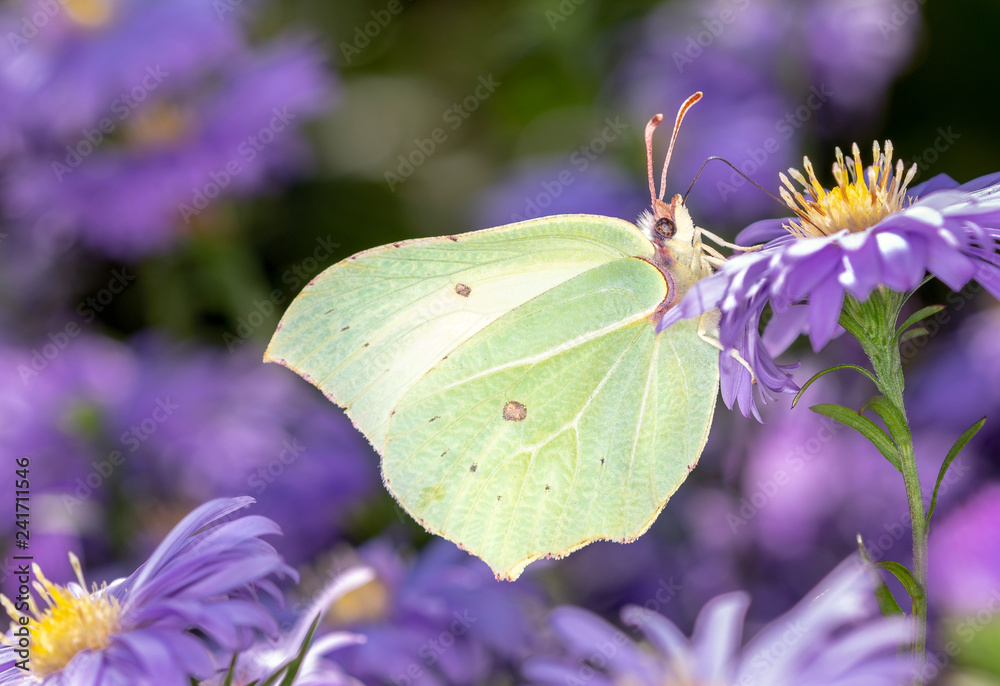Gonepteryx rhamni - common brimstone butterfly with an aster